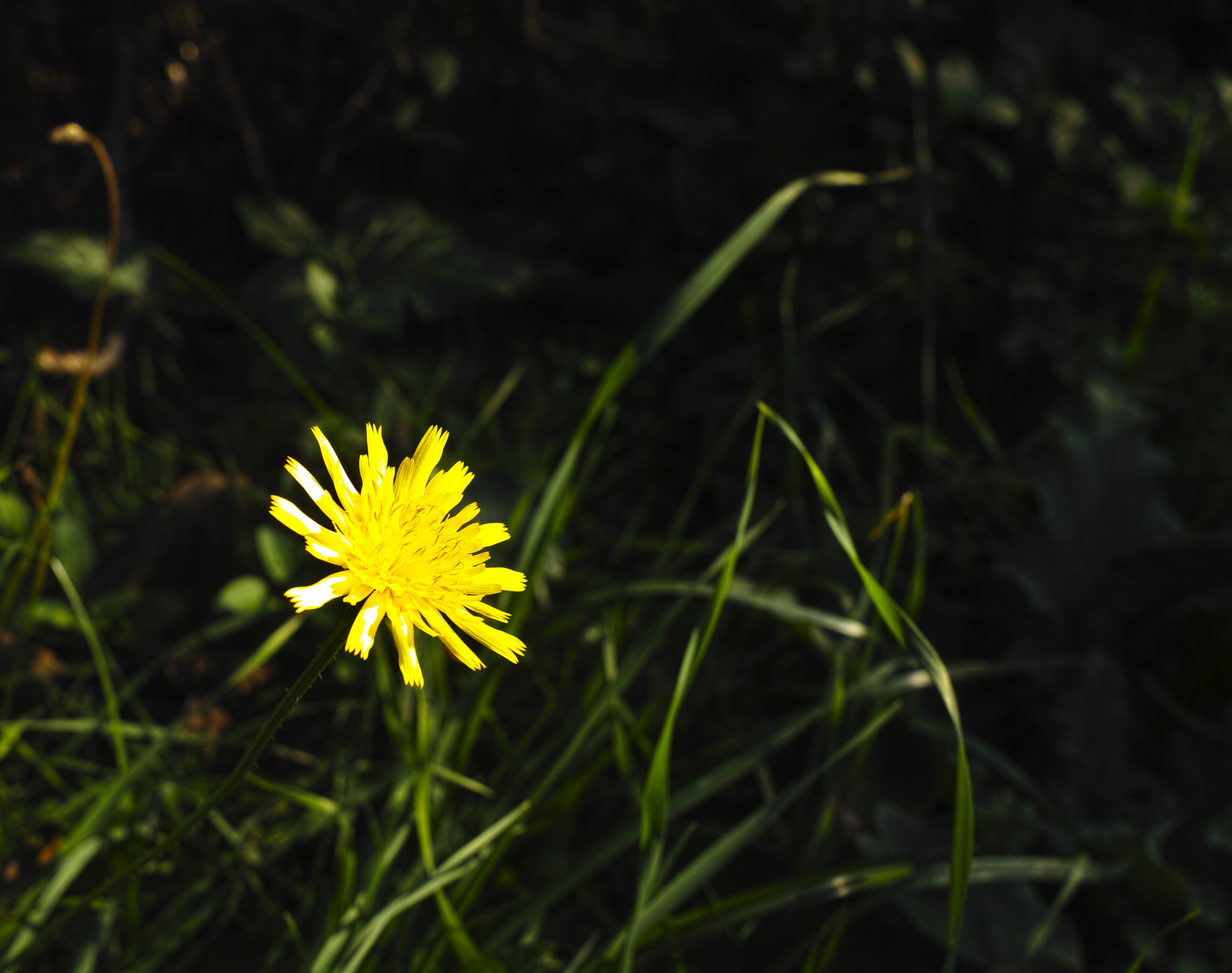 Pentax smc DA* 300mm F4.0 ED (IF) SDM sample photo. Flower of dandelion photography