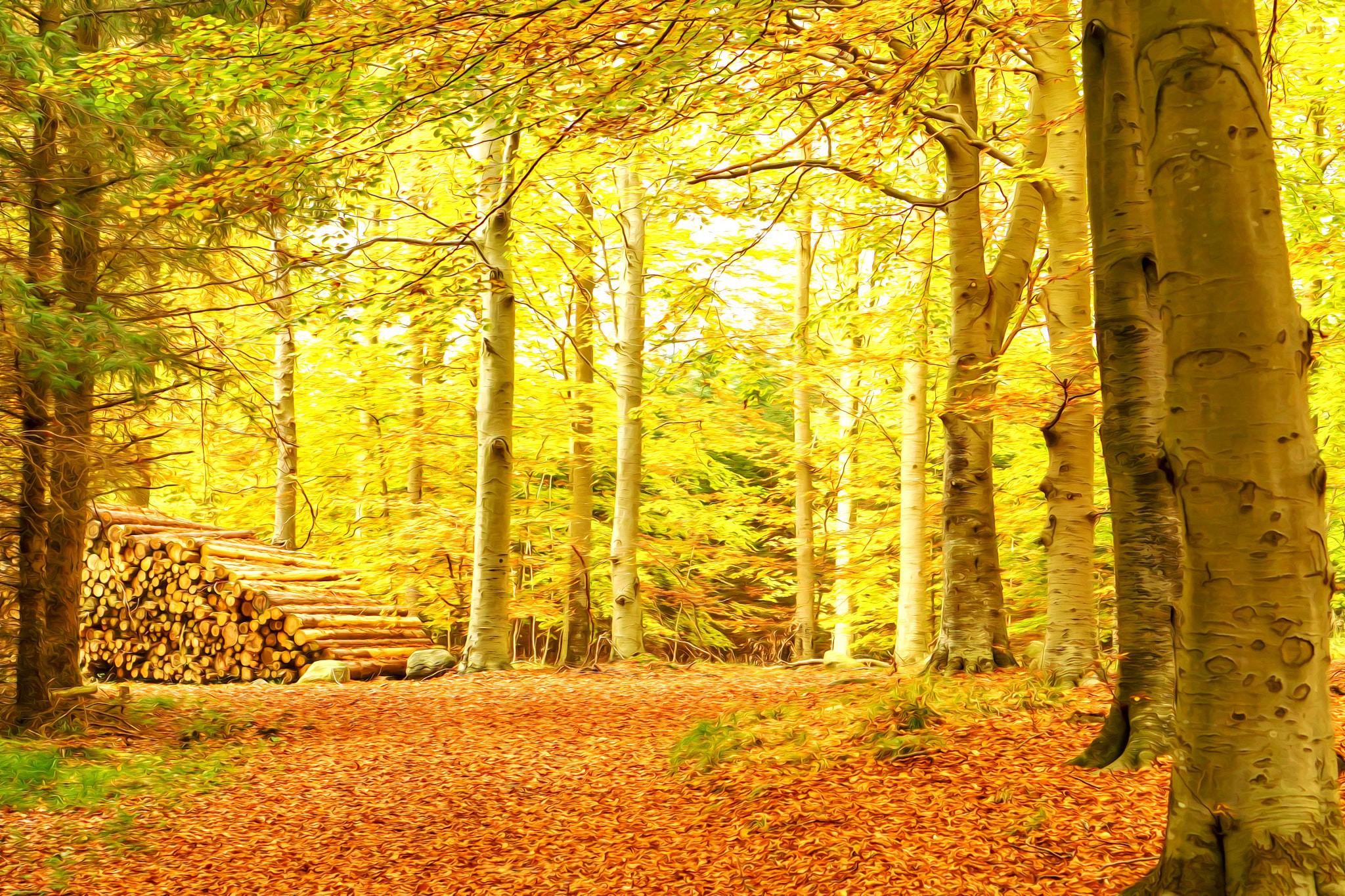 Sony a7R + Sony E 50mm F1.8 OSS sample photo. Danish forest, dreamsmoothing effect photography