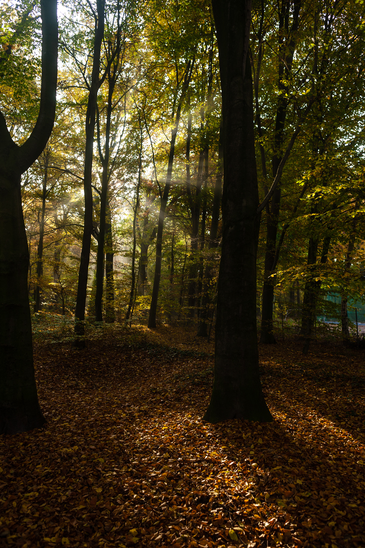 Canon EOS 5D + Canon EF 28mm F1.8 USM sample photo. Through the trees photography