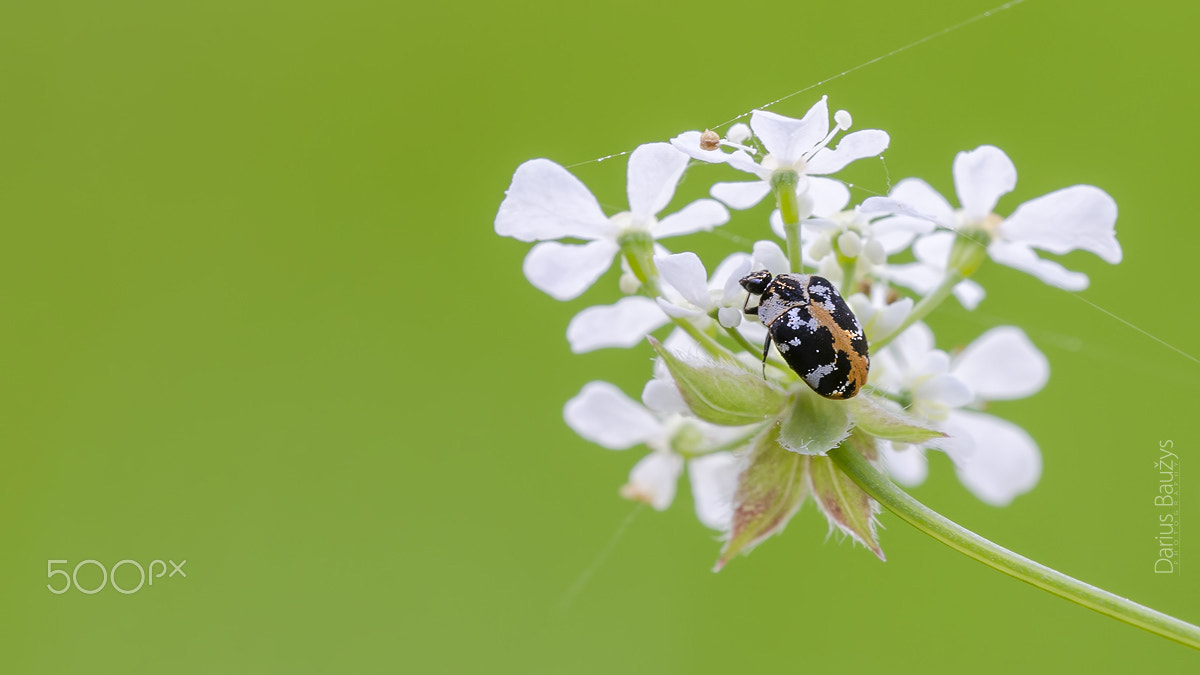 Sigma 150mm F2.8 EX DG OS Macro HSM sample photo. Bug on white. photography