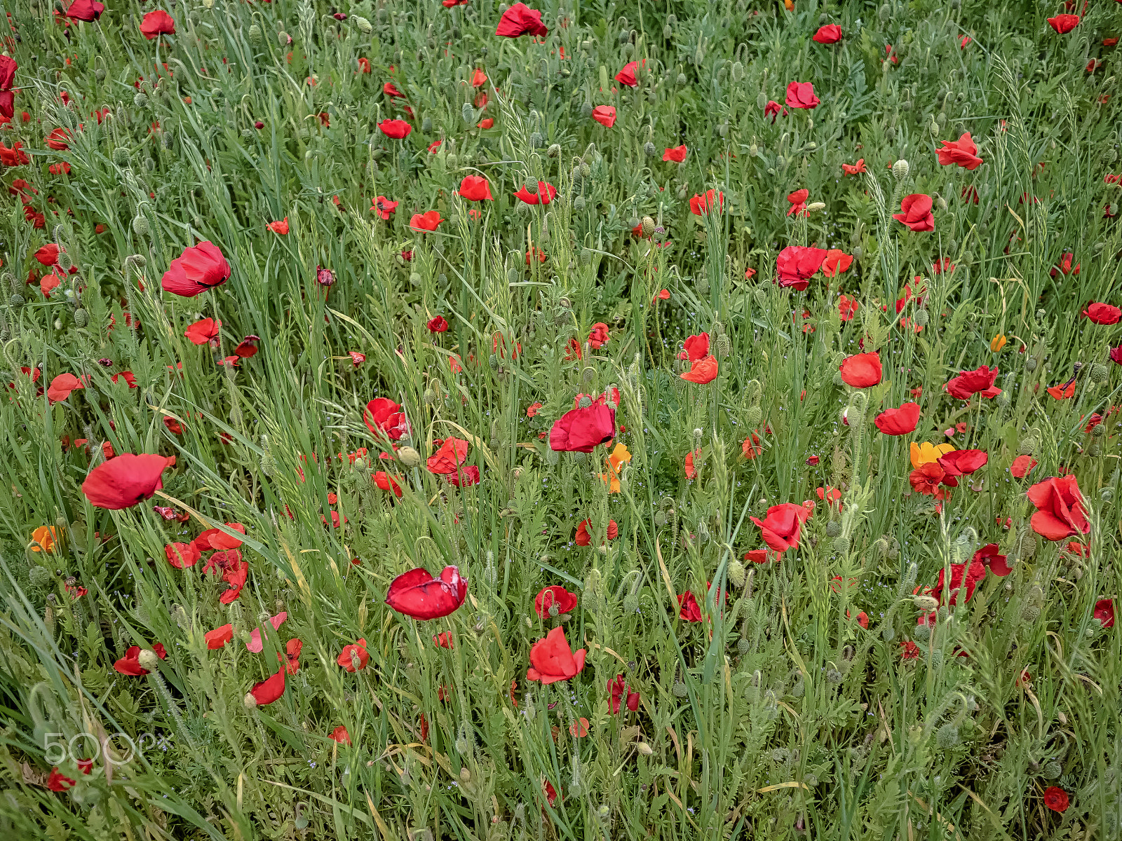 Panasonic Lumix DMC-GH4 + OLYMPUS M.12mm F2.0 sample photo. Field of dreams photography