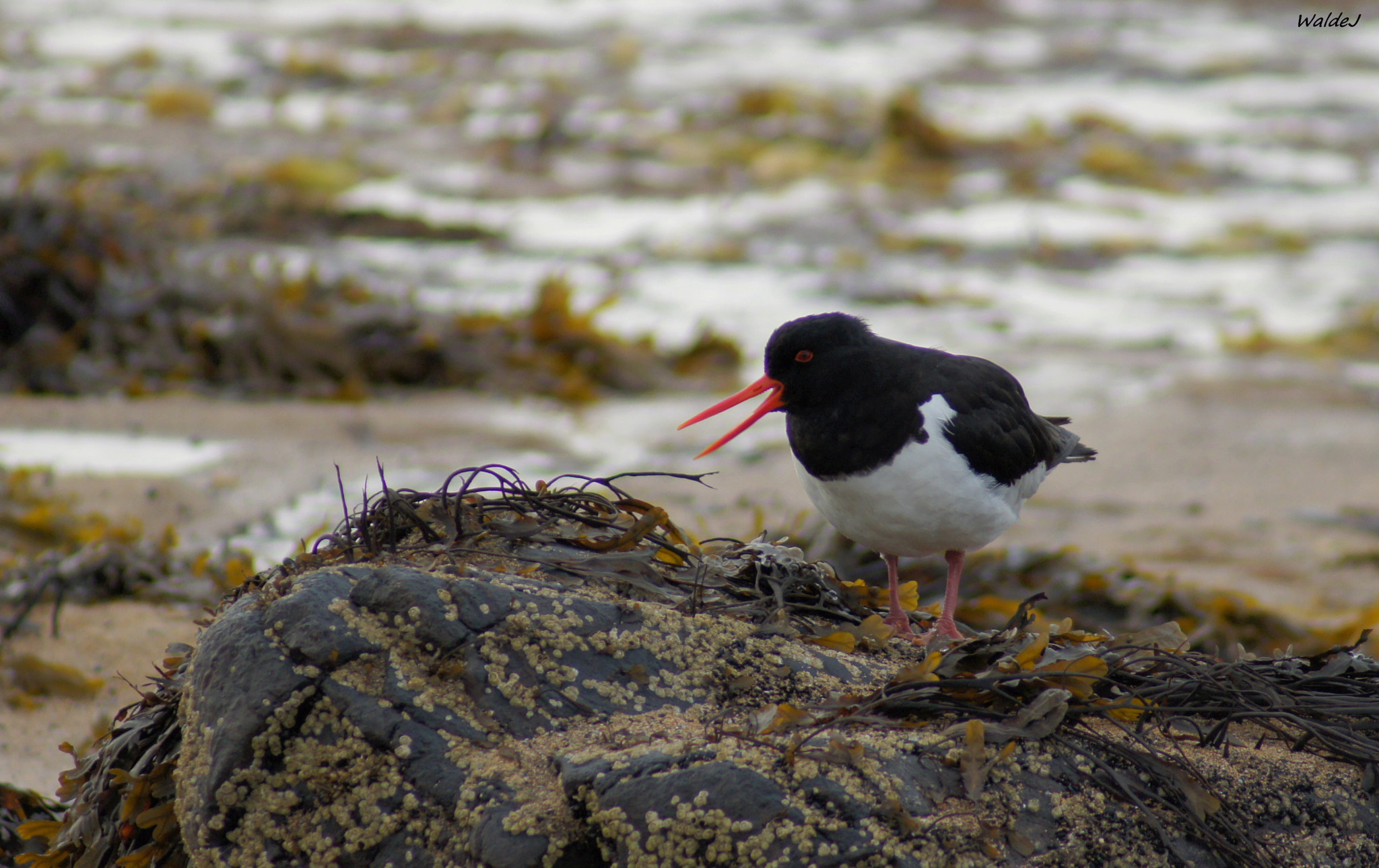 Sony Alpha DSLR-A500 sample photo. Oystercatcher photography