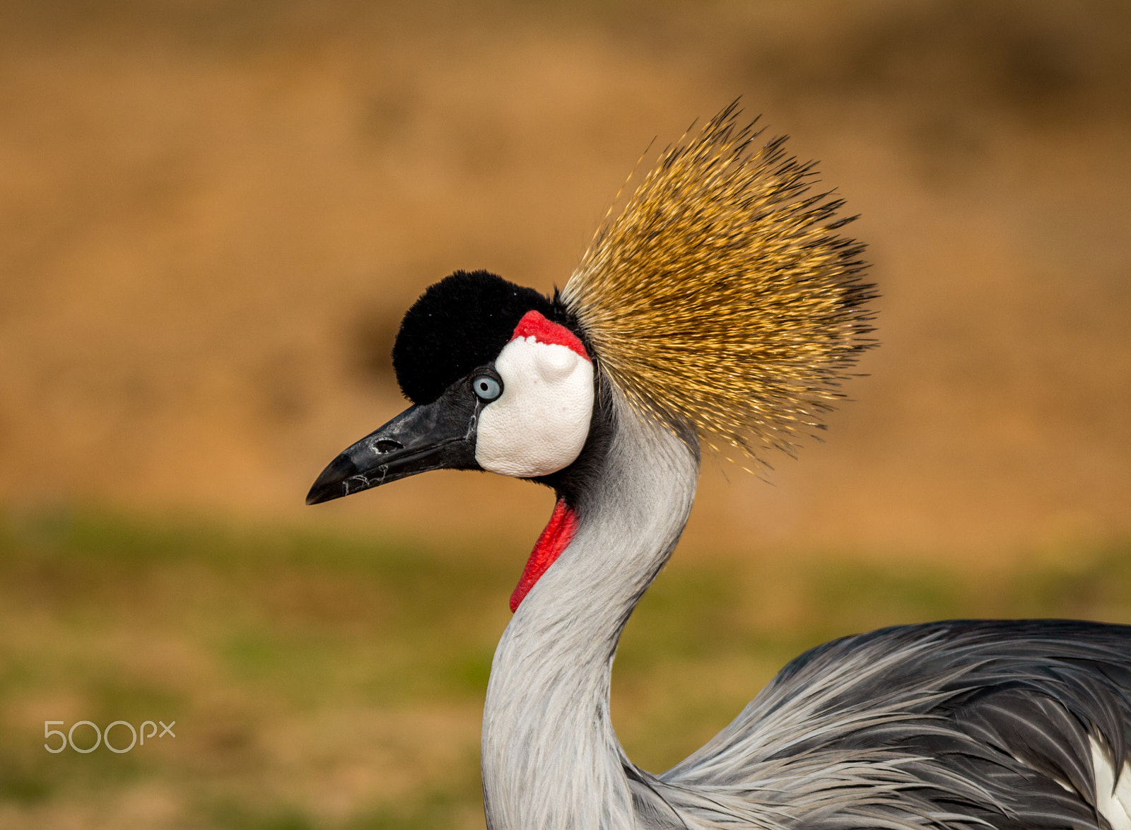 Canon EOS 700D (EOS Rebel T5i / EOS Kiss X7i) + Tamron SP 150-600mm F5-6.3 Di VC USD sample photo. African crown crane photography