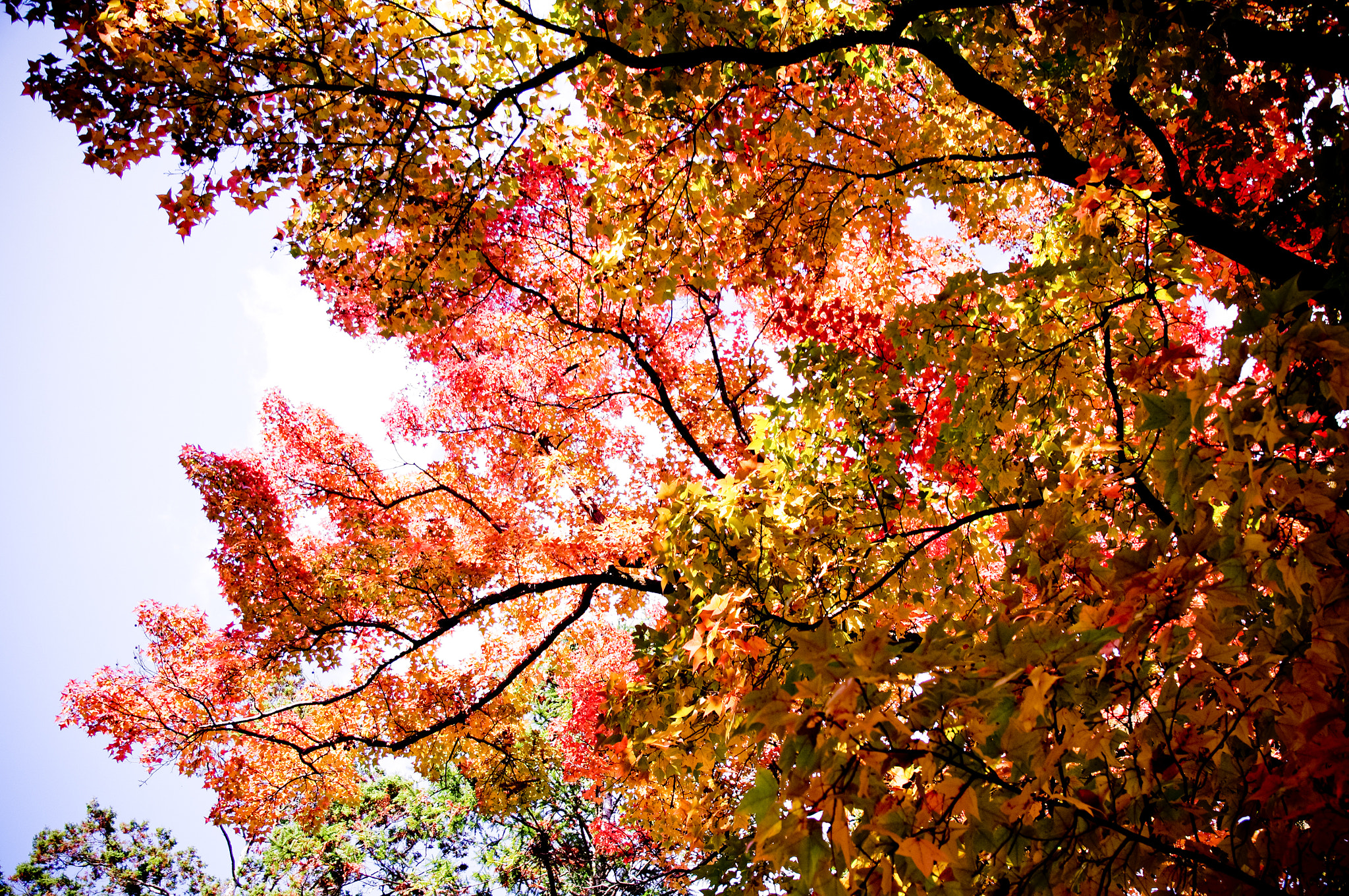Pentax K-7 + Sigma 17-70mm F2.8-4 DC Macro HSM Contemporary sample photo. Autumn color in kyoto photography