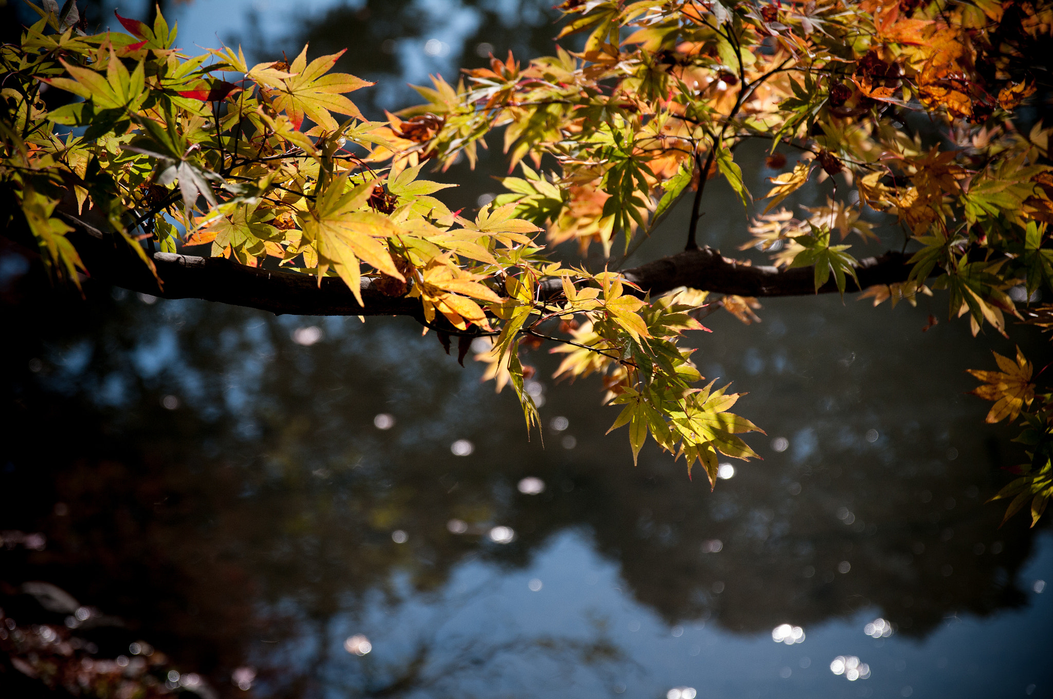 Pentax K-7 + Sigma 17-70mm F2.8-4 DC Macro HSM Contemporary sample photo. Autumn color in kyoto photography