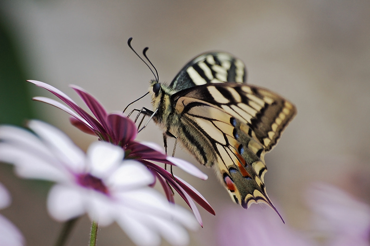 Nikon D50 sample photo. The dancer photography
