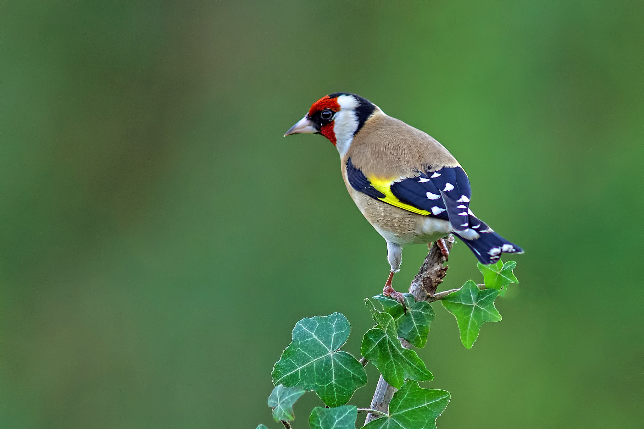 Sony a99 II + Minolta AF 300mm F2.8 HS-APO G sample photo. Goldfinch photography
