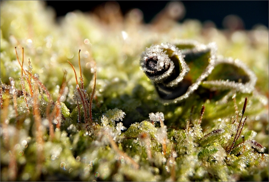 Sony DT 18-55mm F3.5-5.6 SAM sample photo. Frozen microcosm photography