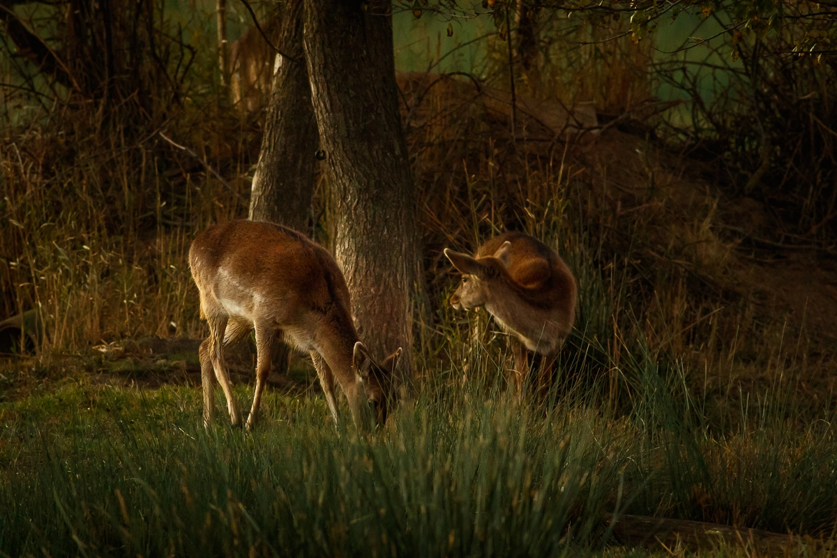 Canon EOS 7D Mark II + Canon EF 400mm f/2.8L sample photo. Fallow deer in forest photography