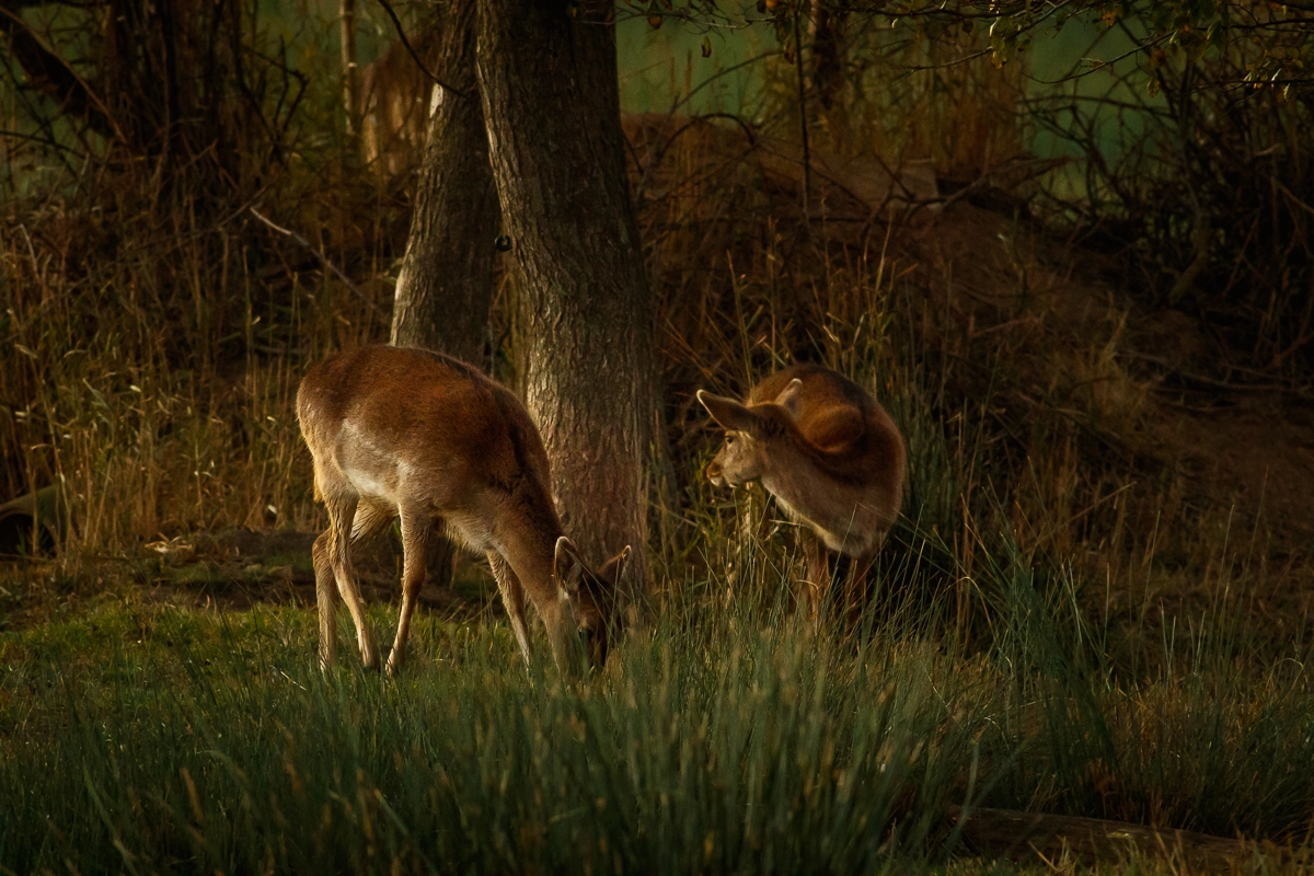 Canon EF 400mm f/2.8L sample photo. Fallow deer in forest photography