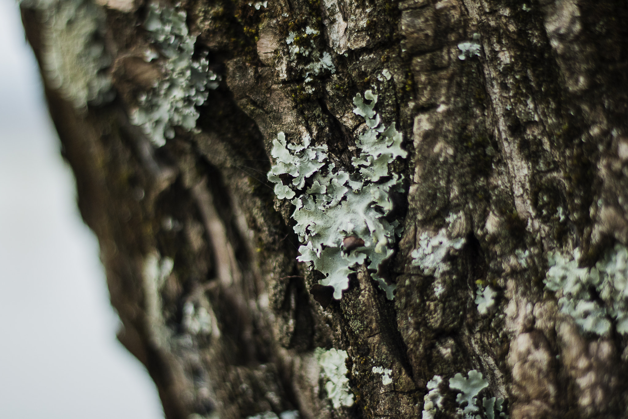 Canon EOS 760D (EOS Rebel T6s / EOS 8000D) + Canon EF 50mm F1.8 II sample photo. 2015 otoño, invierno, primavera photography