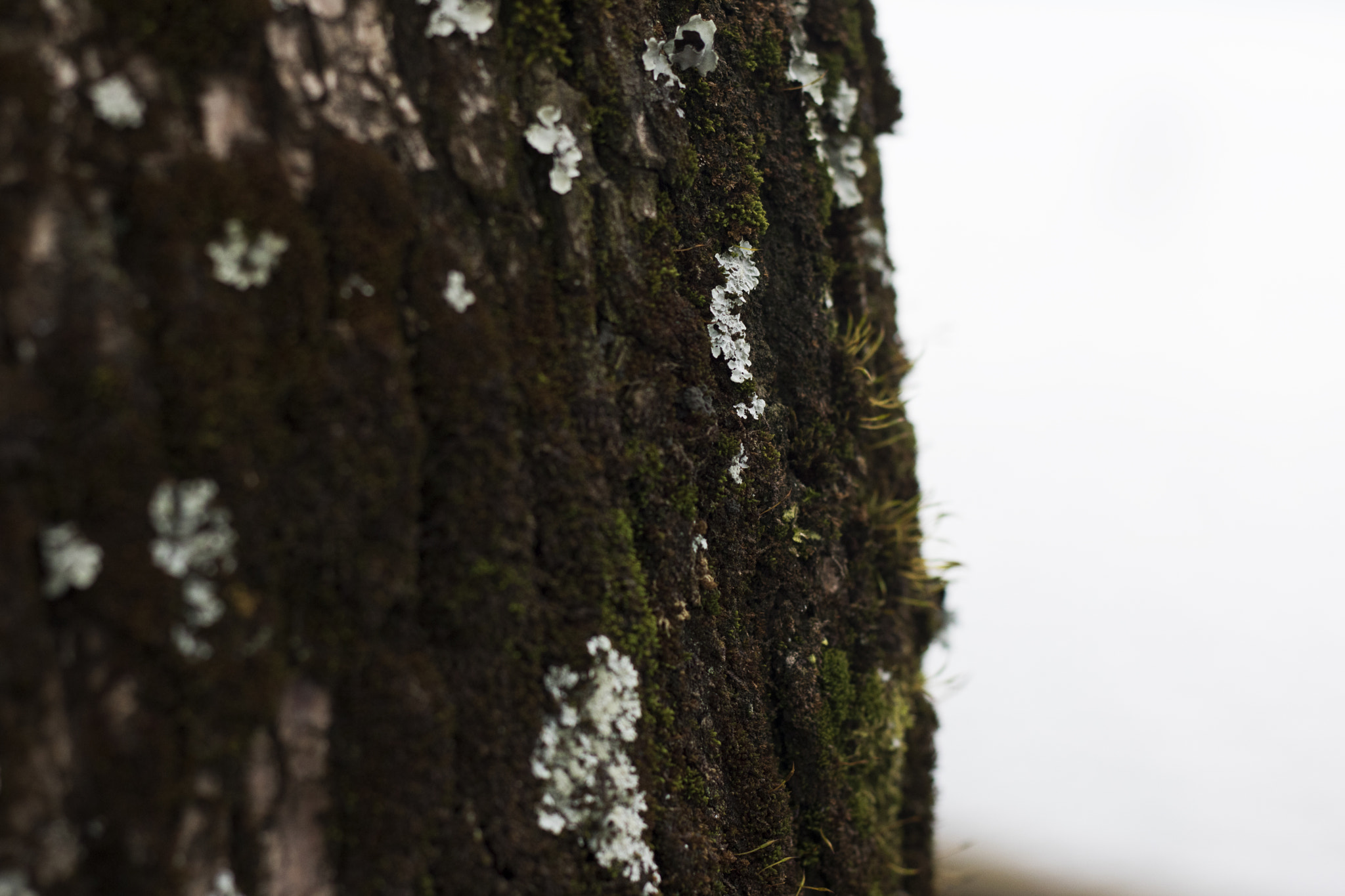 Canon EOS 760D (EOS Rebel T6s / EOS 8000D) + Canon EF 50mm F1.8 II sample photo. 2015 otoño, invierno, primavera photography