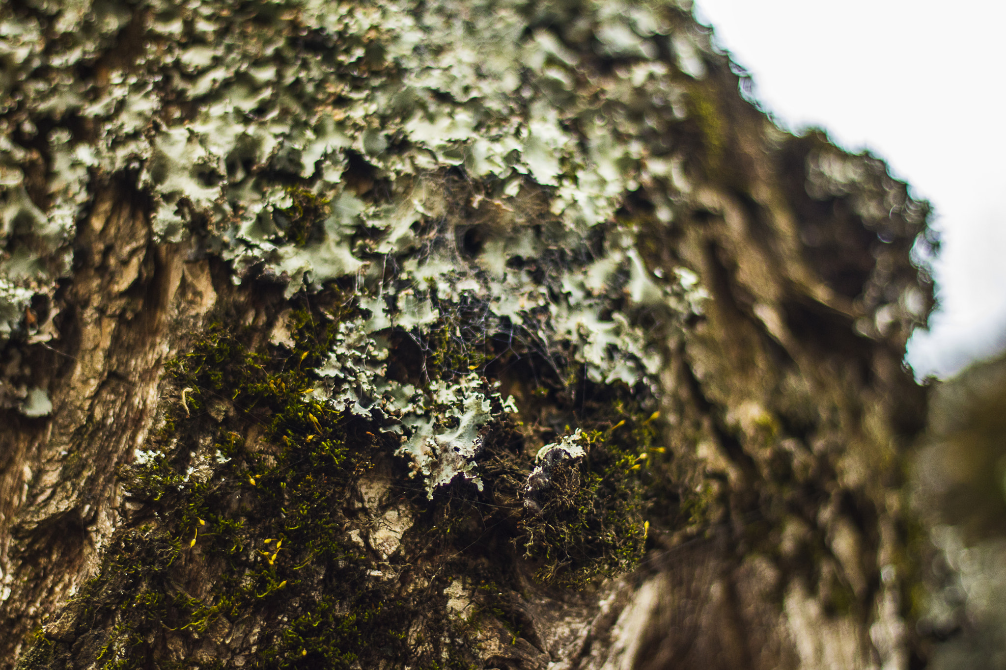 Canon EOS 760D (EOS Rebel T6s / EOS 8000D) + Canon EF 50mm F1.8 II sample photo. 2015 otoño, invierno, primavera photography