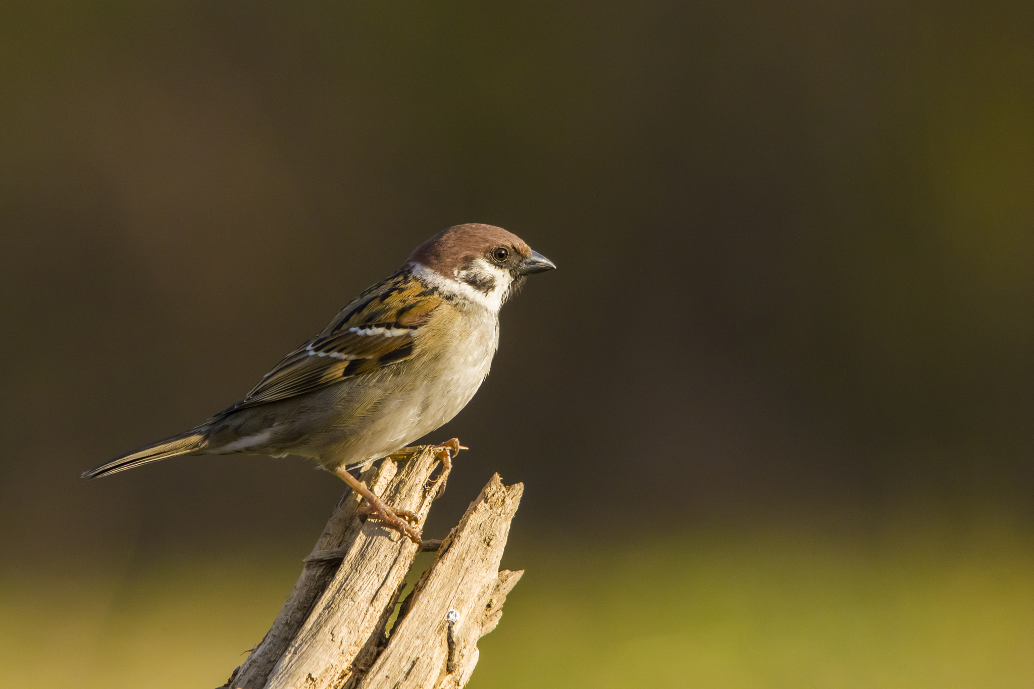 Sigma 150-500mm F5-6.3 DG OS HSM sample photo. Sparrow photography