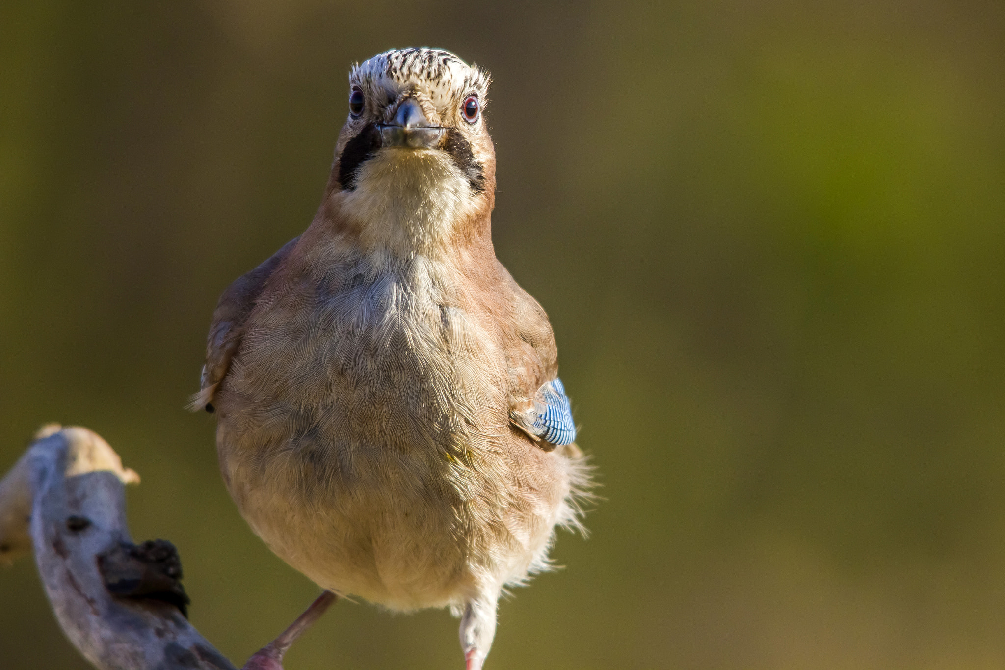 Sigma 150-500mm F5-6.3 DG OS HSM sample photo. Jay photography