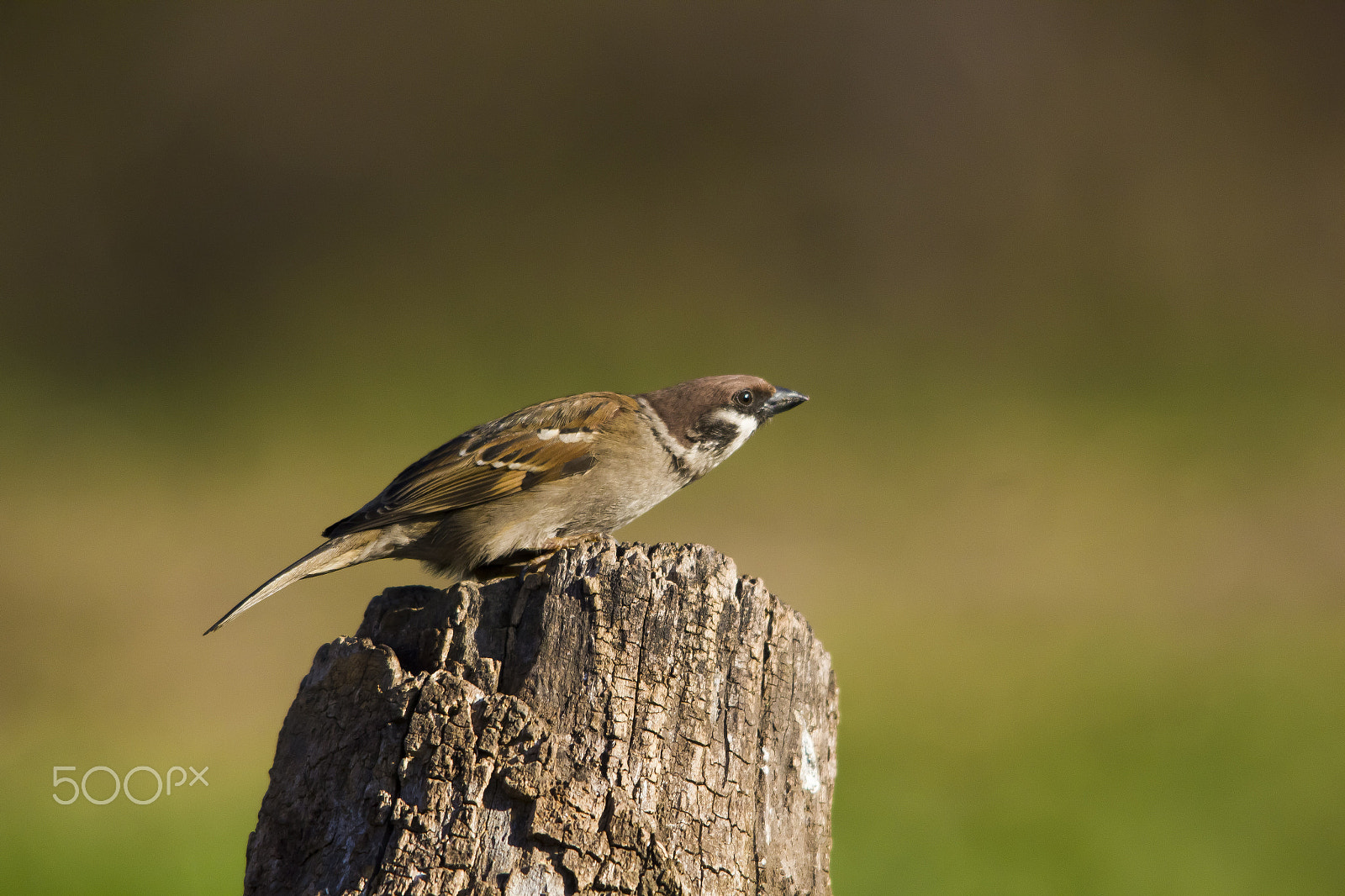 Sigma 150-500mm F5-6.3 DG OS HSM sample photo. Ready to start photography