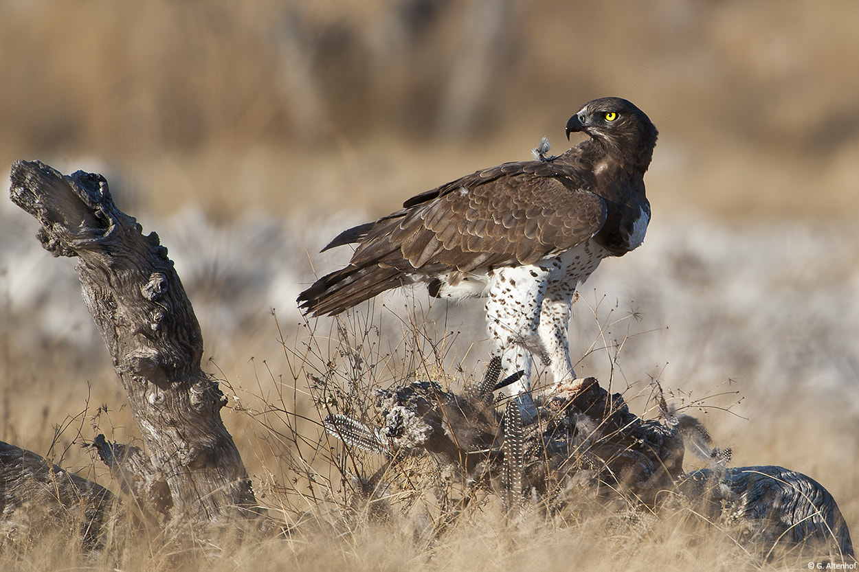 Nikon AF-S Nikkor 200-400mm F4G ED-IF VR sample photo. Martial eagle photography