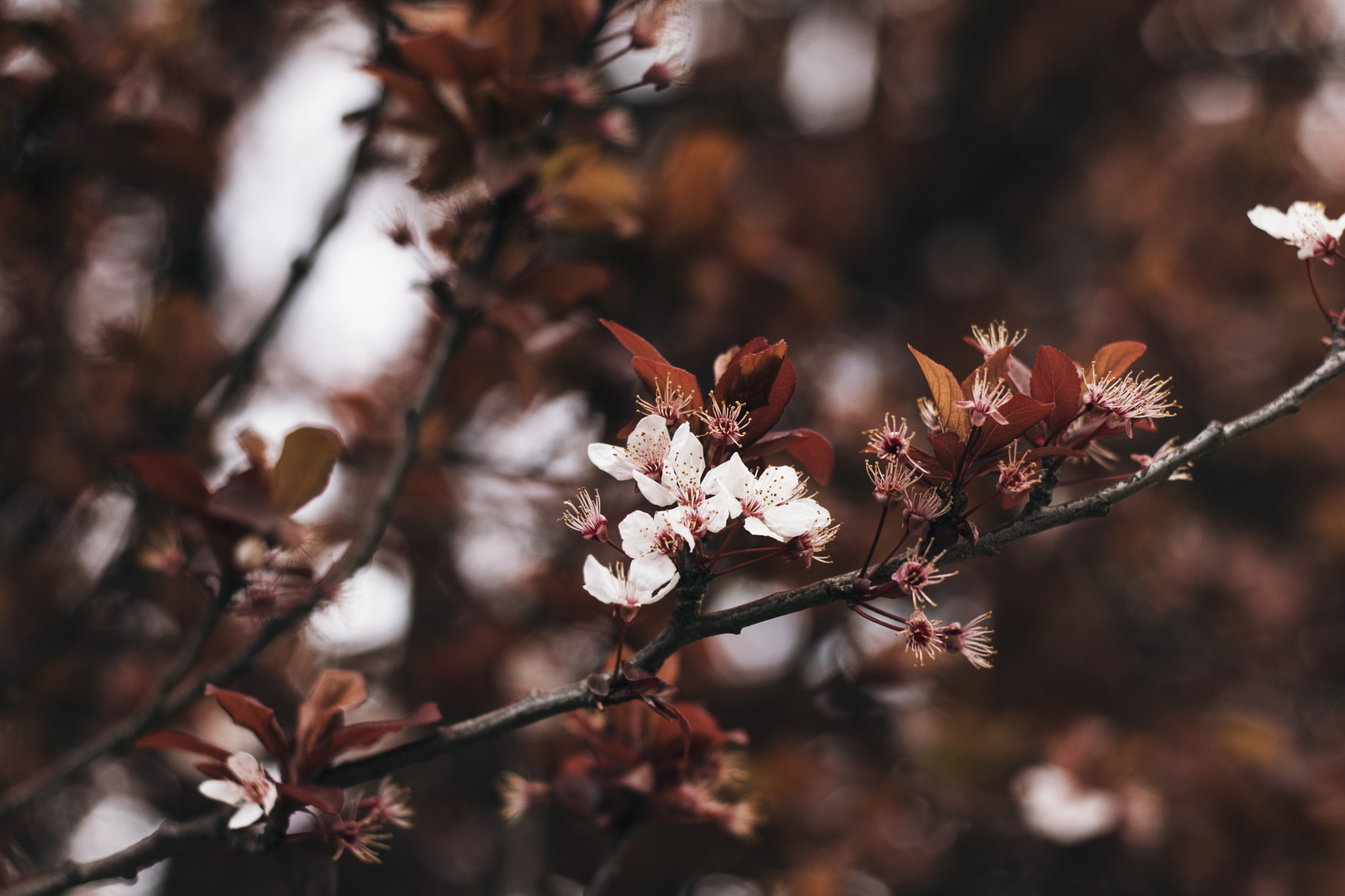 Canon EOS 760D (EOS Rebel T6s / EOS 8000D) + Canon EF 50mm F1.8 II sample photo. 2015 otoño, invierno, primavera photography