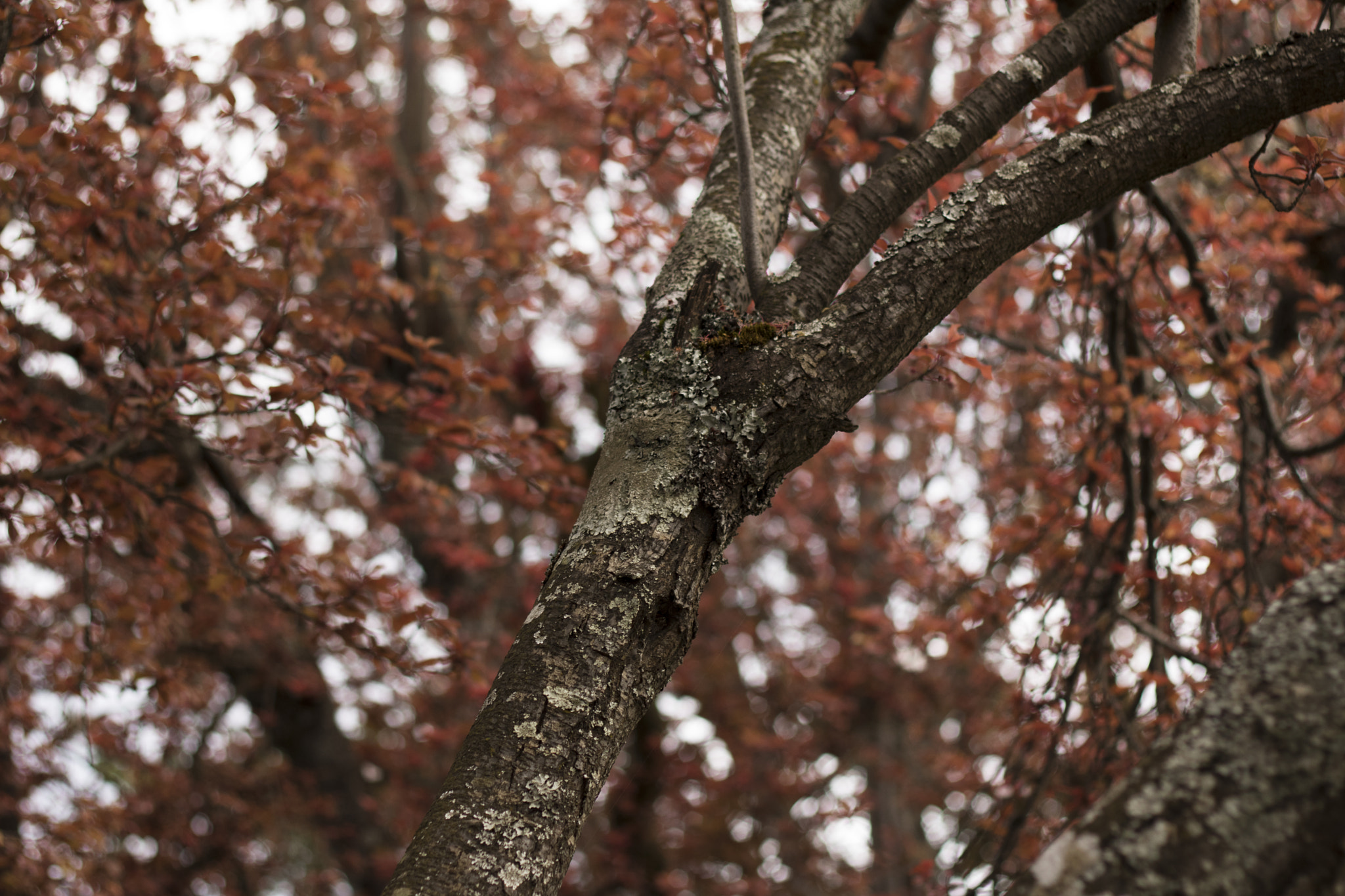 Canon EOS 760D (EOS Rebel T6s / EOS 8000D) + Canon EF 50mm F1.8 II sample photo. 2015 otoño, invierno, primavera photography