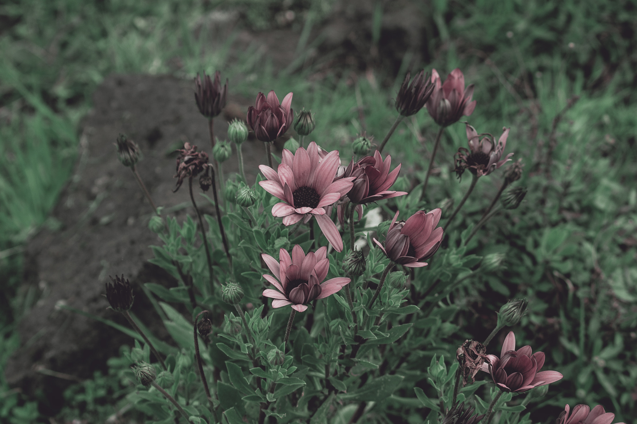 Canon EF 75-300mm F4.0-5.6 IS USM sample photo. 2015 otoño, invierno, primavera photography