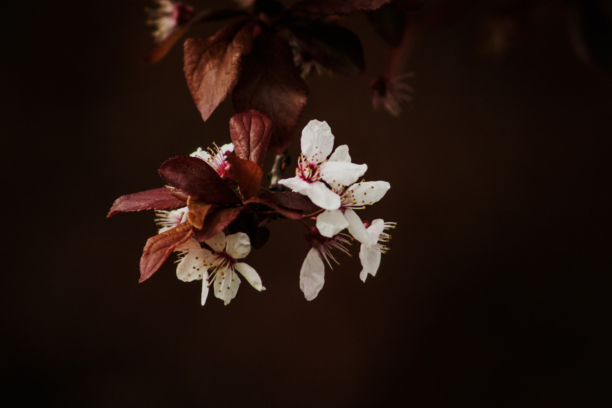 Canon EF 75-300mm F4.0-5.6 IS USM sample photo. 2015 otoño, invierno, primavera photography