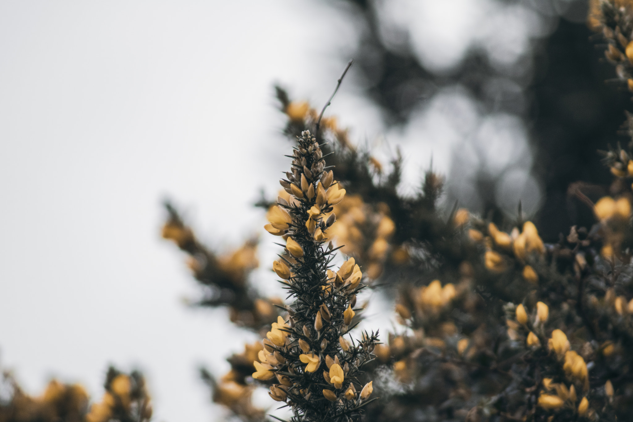 Canon EF 75-300mm F4.0-5.6 IS USM sample photo. 2015 otoño, invierno, primavera photography