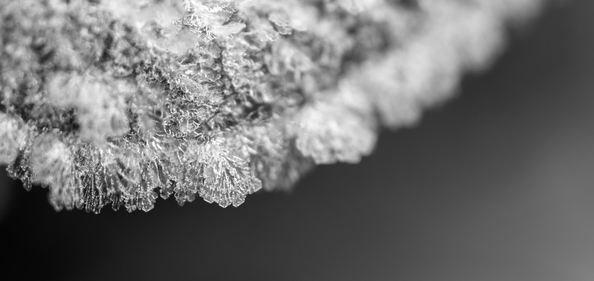 Nikon AF-S DX Micro-Nikkor 85mm F3.5G ED VR sample photo. Frozen photography