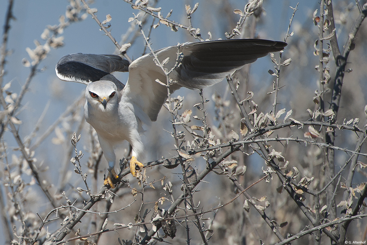 Nikon AF-S Nikkor 200-400mm F4G ED-IF VR sample photo. Black winged kite photography