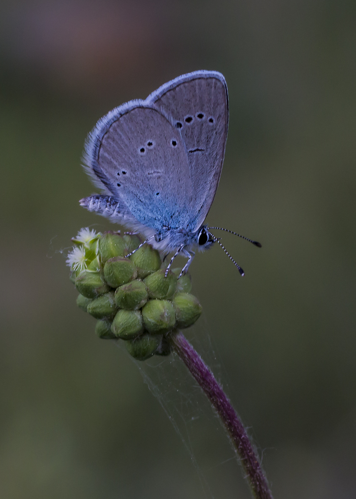 Canon EOS 650D (EOS Rebel T4i / EOS Kiss X6i) + Canon EF 50mm F2.5 Macro sample photo. Blue.. photography