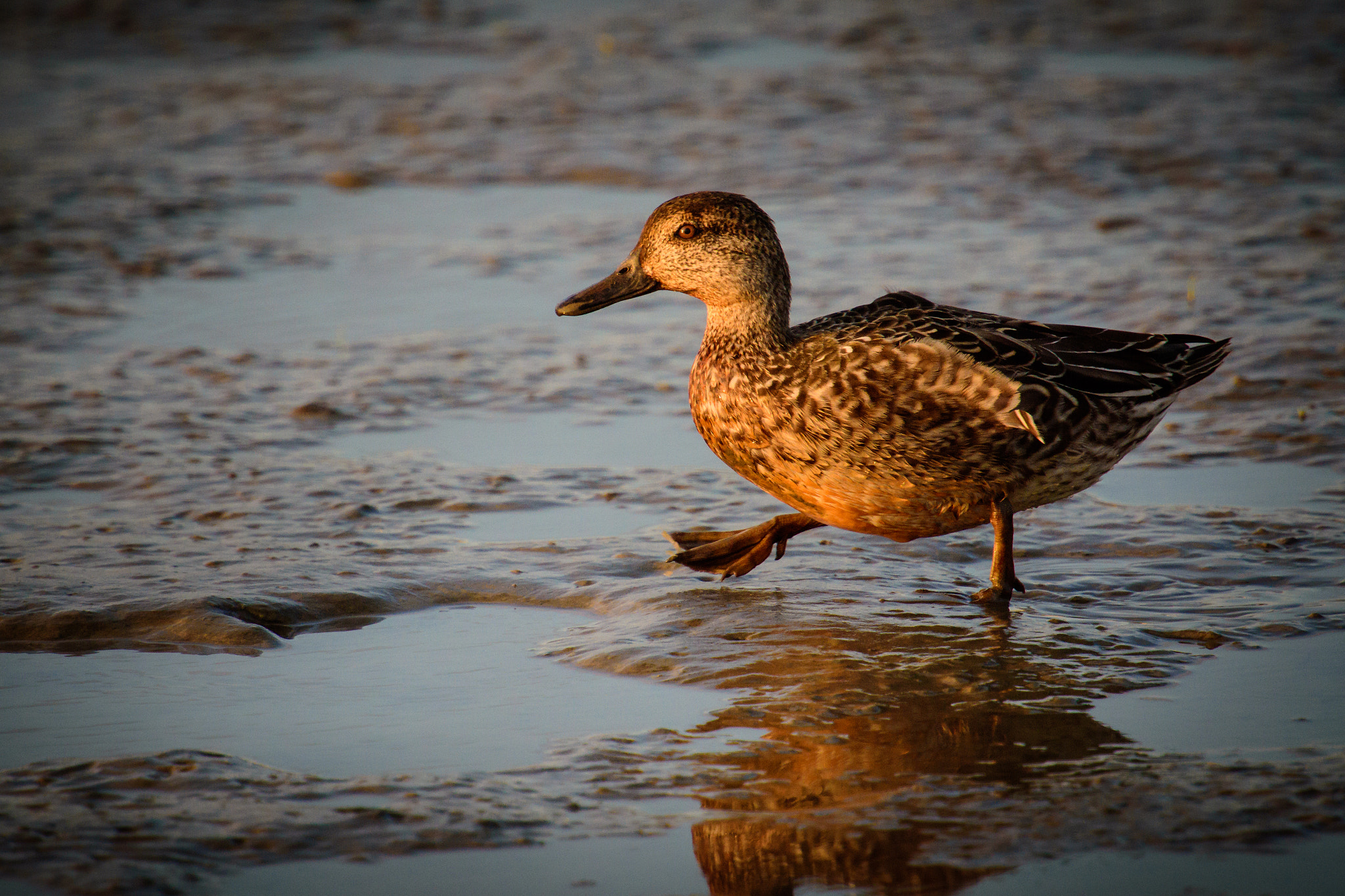 Nikon D7200 + Nikon AF-S Nikkor 600mm F4G ED VR sample photo. Little wile duck photography