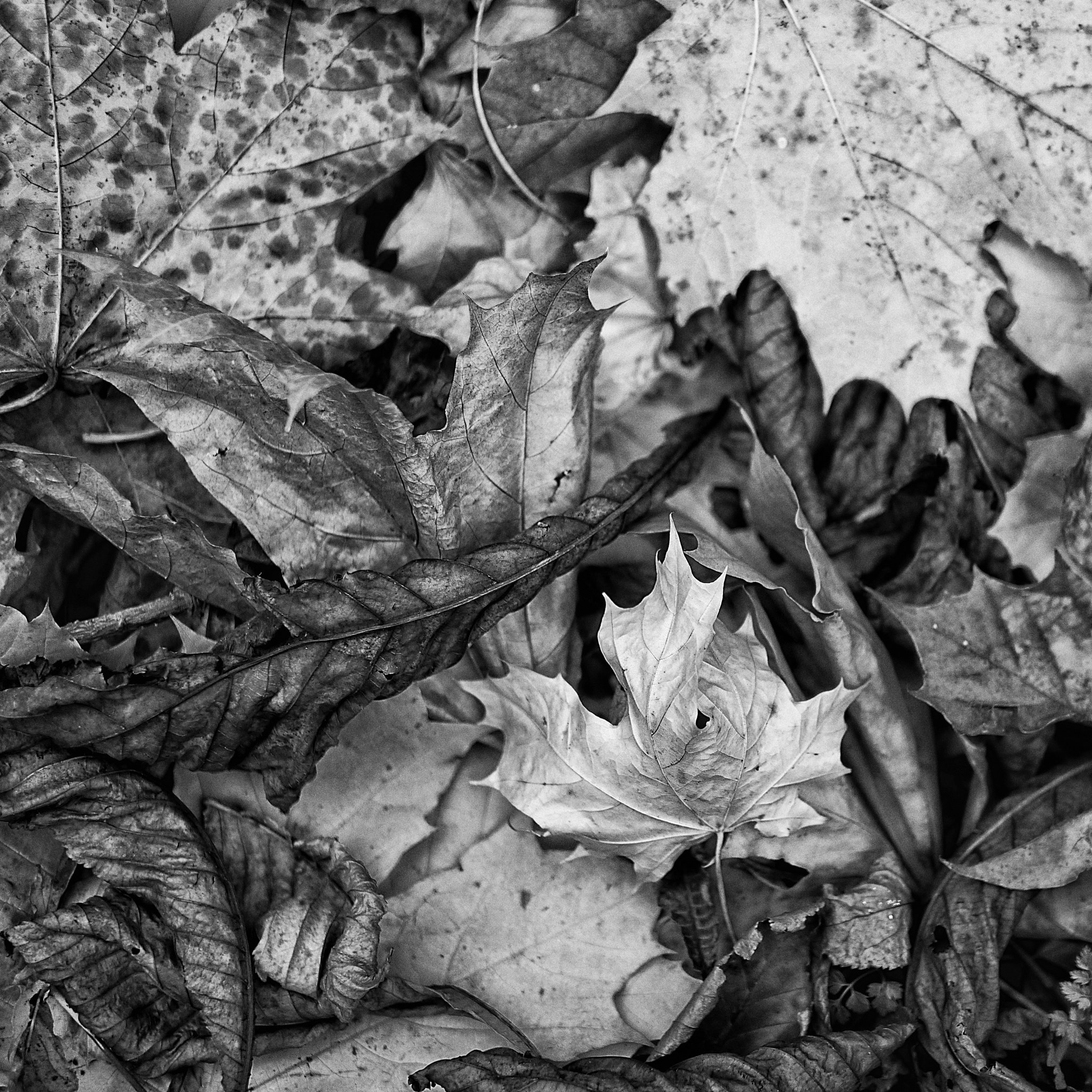 Panasonic Lumix DMC-G5 + Panasonic Leica DG Summilux 25mm F1.4 II ASPH sample photo. Silver leaves - gill prince photography
