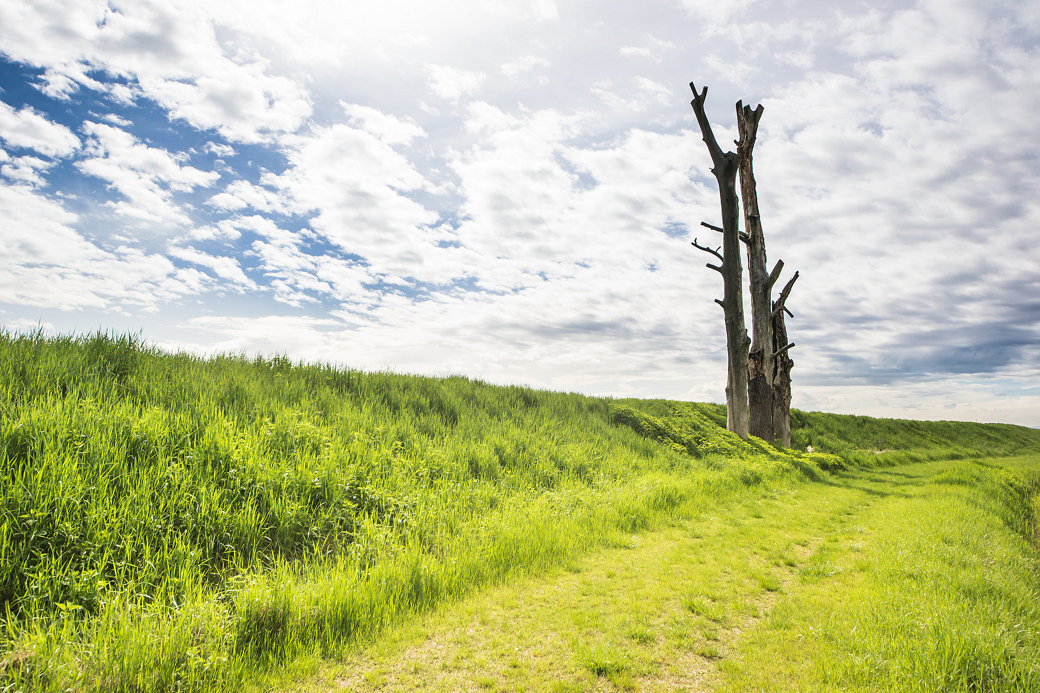 Sigma 8-16mm F4.5-5.6 DC HSM sample photo. A lone dead tree photography