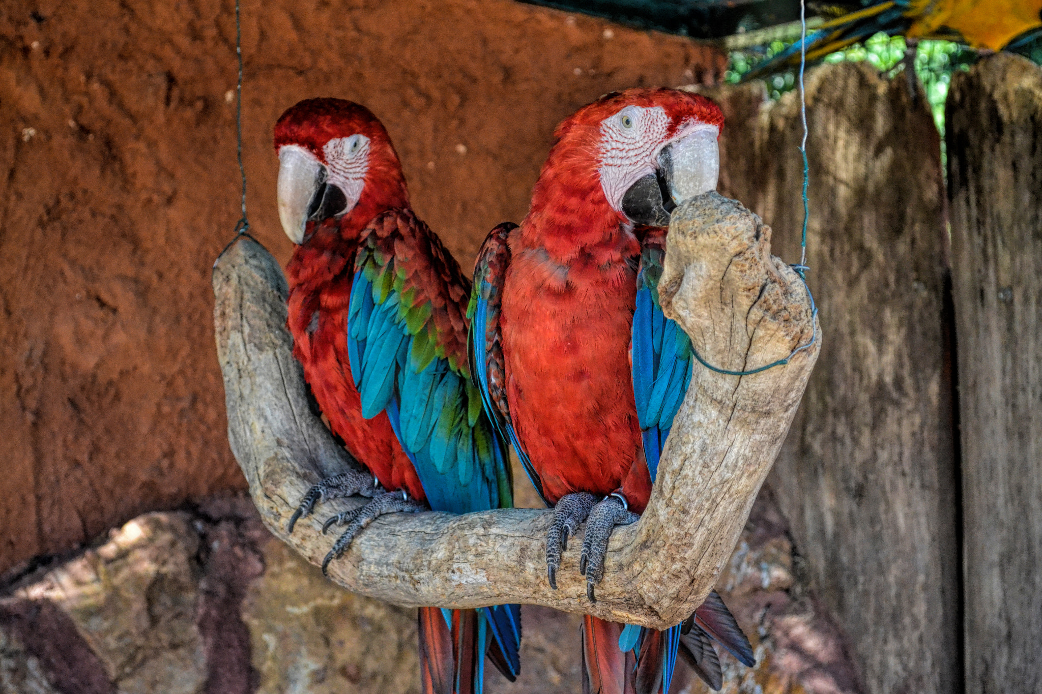 Sigma 18-200mm F3.5-6.3 DC OS HSM sample photo. Resting parrots photography