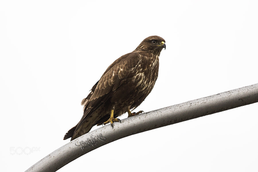 Sigma 150-500mm F5-6.3 DG OS HSM sample photo. Hawk photography