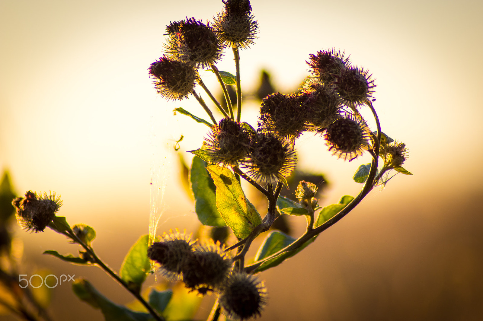 Pentax K-3 sample photo. The cure photography