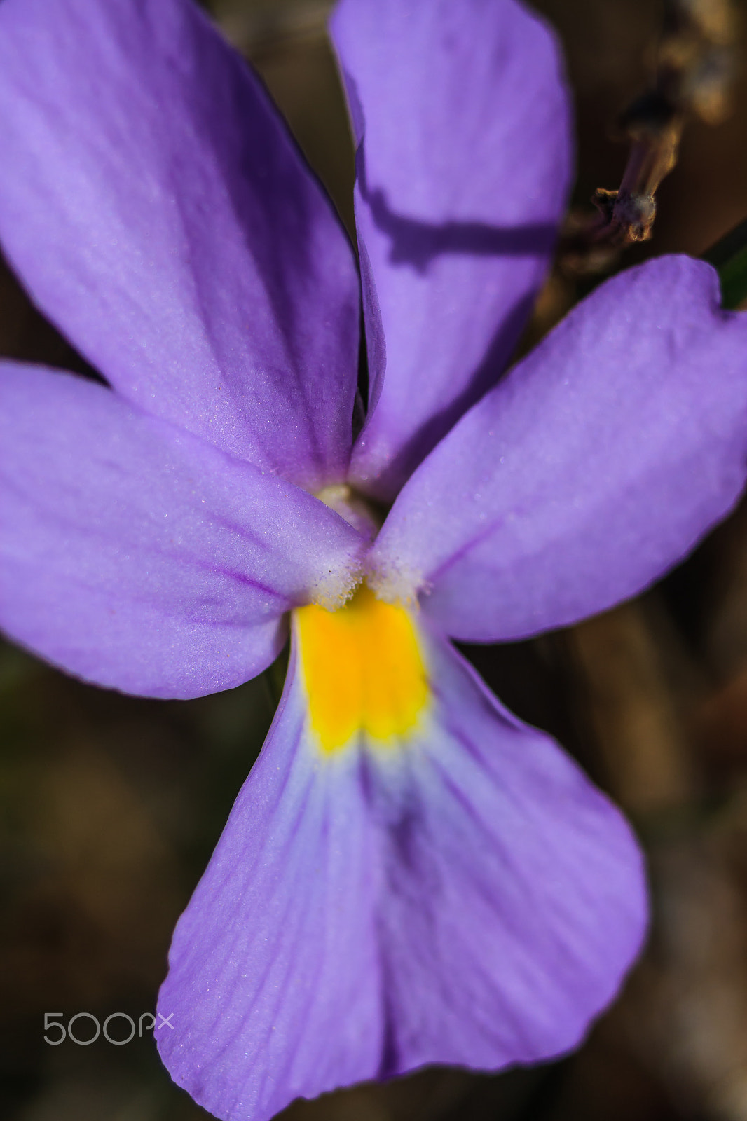 Canon EOS 40D + Canon EF 35-70mm f/3.5-4.5 sample photo. Wild violet photography