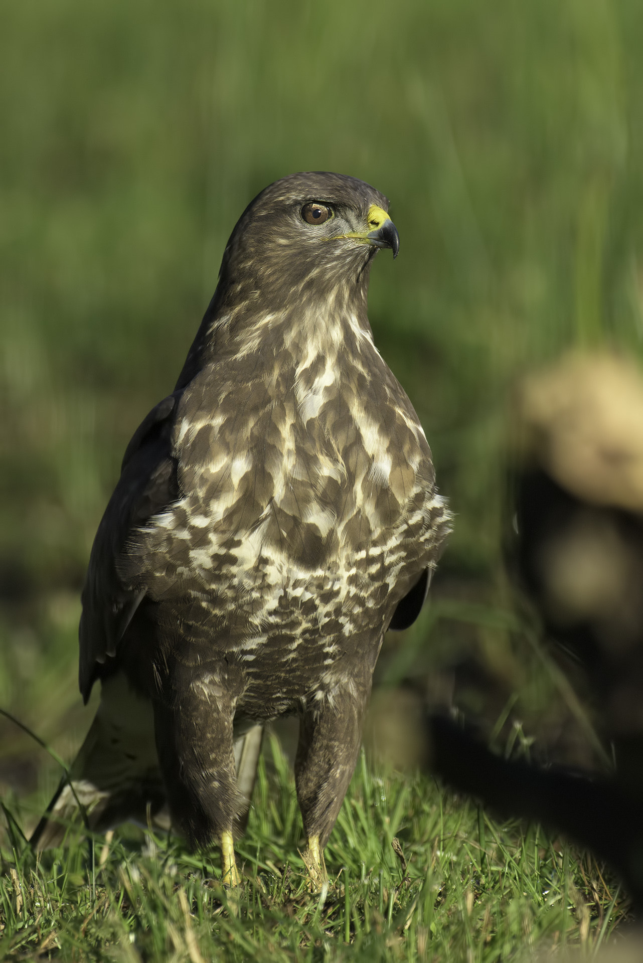 Nikon AF-S Nikkor 500mm F4D ED-IF II sample photo. The proud pose photography