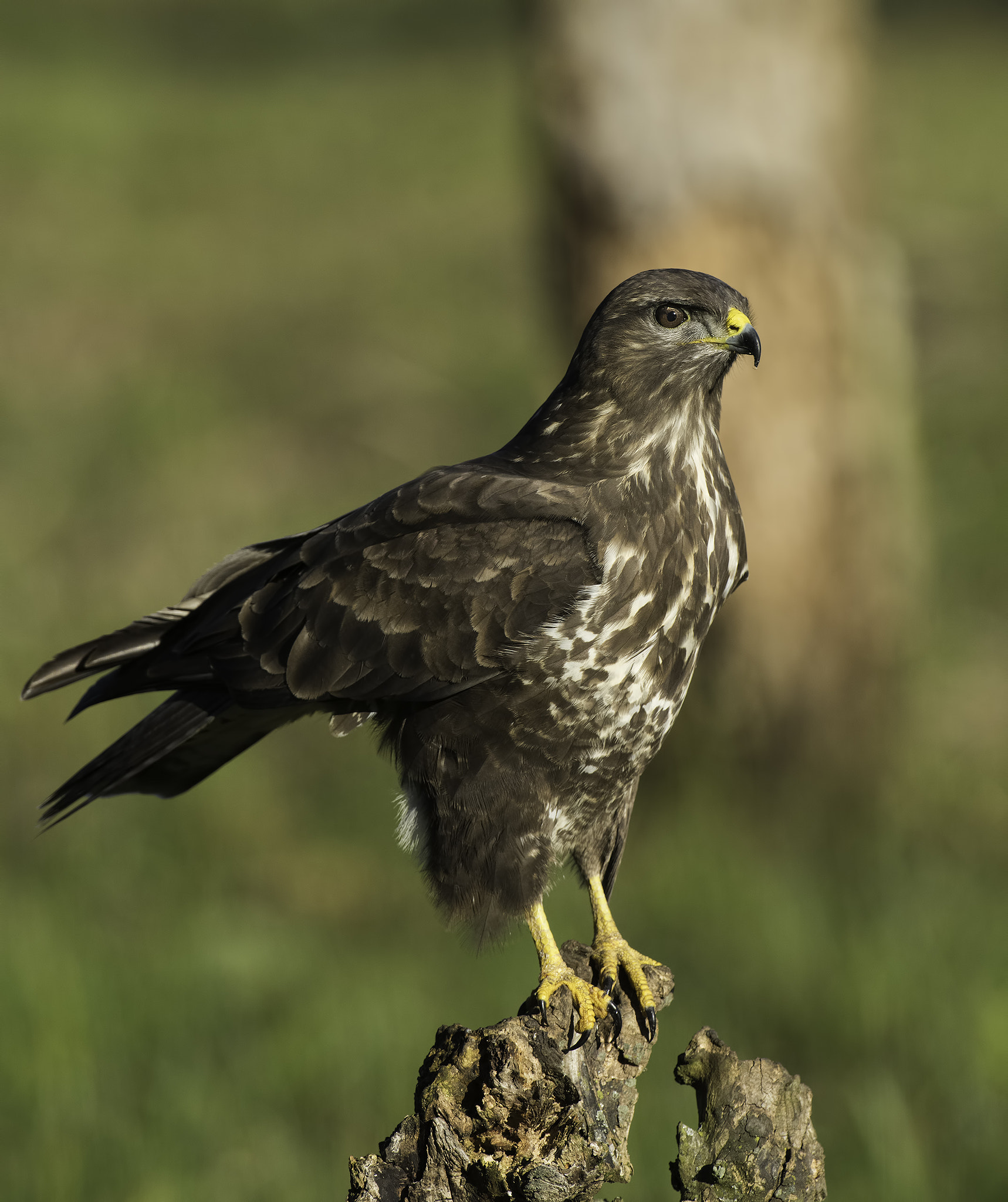 Nikon AF-S Nikkor 500mm F4D ED-IF II sample photo. The proud pose photography