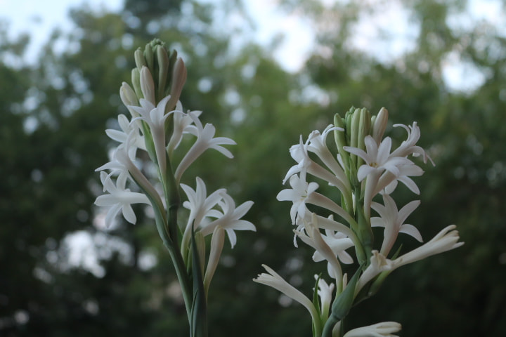 Canon EOS 750D (EOS Rebel T6i / EOS Kiss X8i) sample photo. Polianthes tuberosa photography