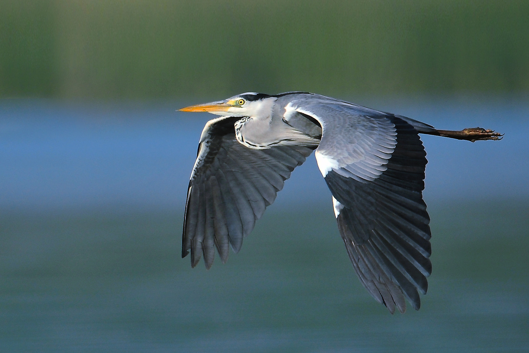 Nikon D300 + Nikon AF-S Nikkor 600mm F4G ED VR sample photo. Ardea cinerea photography