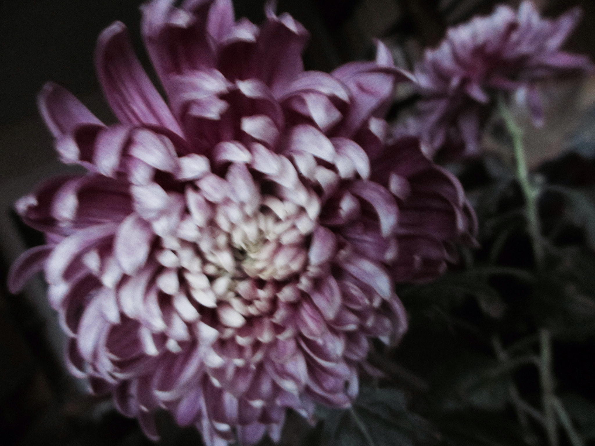 Canon PowerShot ELPH 310 HS (IXUS 230 HS / IXY 600F) sample photo. Chrysanthemum photography