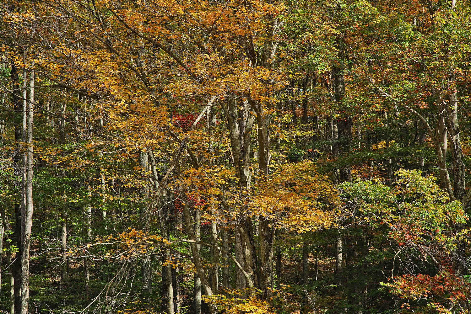 24-105mm F4 G SSM OSS sample photo. Into the woods 2 photography