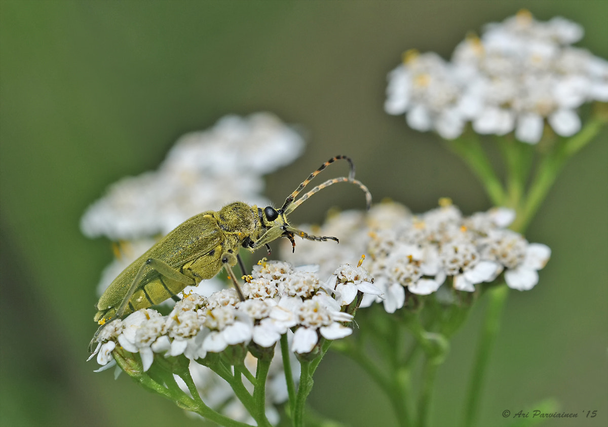 Sigma 150mm F2.8 EX DG OS Macro HSM sample photo. Longhorn beetle photography