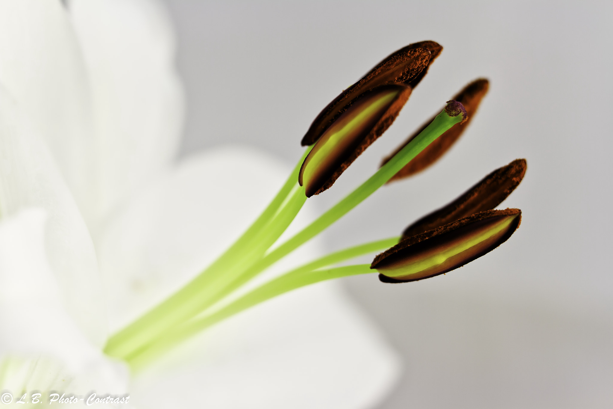Sigma 150mm f/2.8 EX DG OS HSM APO Macro sample photo. Lilium oriental photography