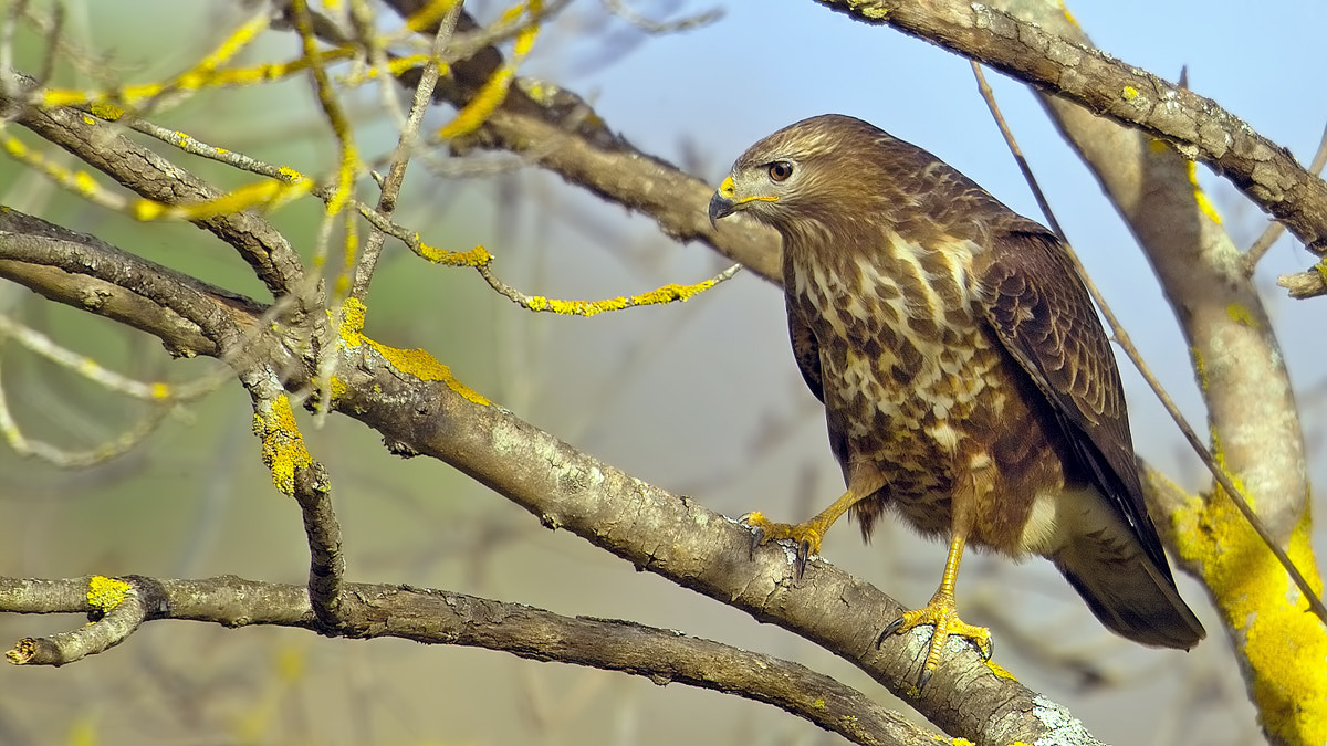 Sigma SD9 sample photo. Buzzard,Şahin, photography