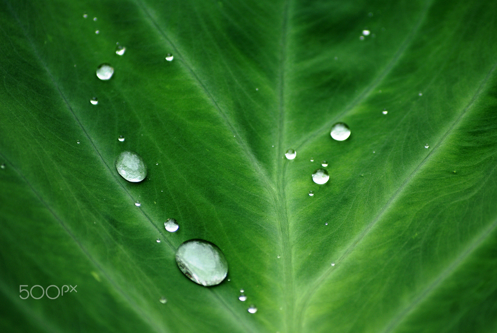 Sony Alpha DSLR-A300 + Sony DT 55-200mm F4-5.6 SAM sample photo. Rain drops or pearls?? photography