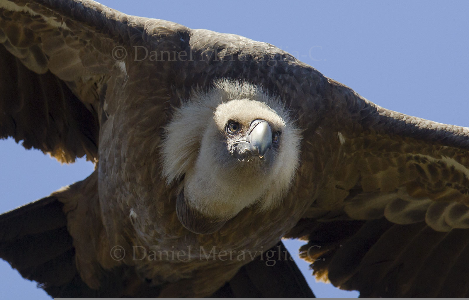 Canon EOS 60D + Canon EF 400mm F2.8L IS USM sample photo. Griffon vulture in flight closeup (gyps fulvus) photography