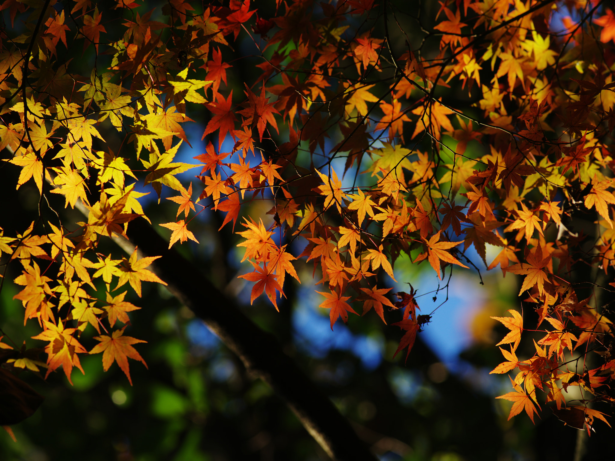 Pentax 645Z + smc PENTAX-FA 645 400mm F5.6 ED [IF] sample photo. Autum color photography