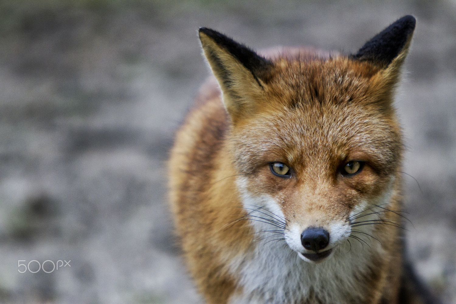 Canon EOS 7D + Canon EF 70-200mm F2.8L IS USM sample photo. The fox photography