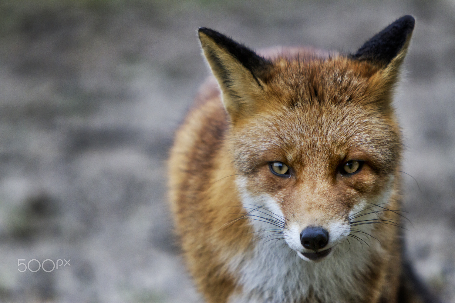 Canon EF 70-200mm F2.8L IS USM sample photo. The fox photography